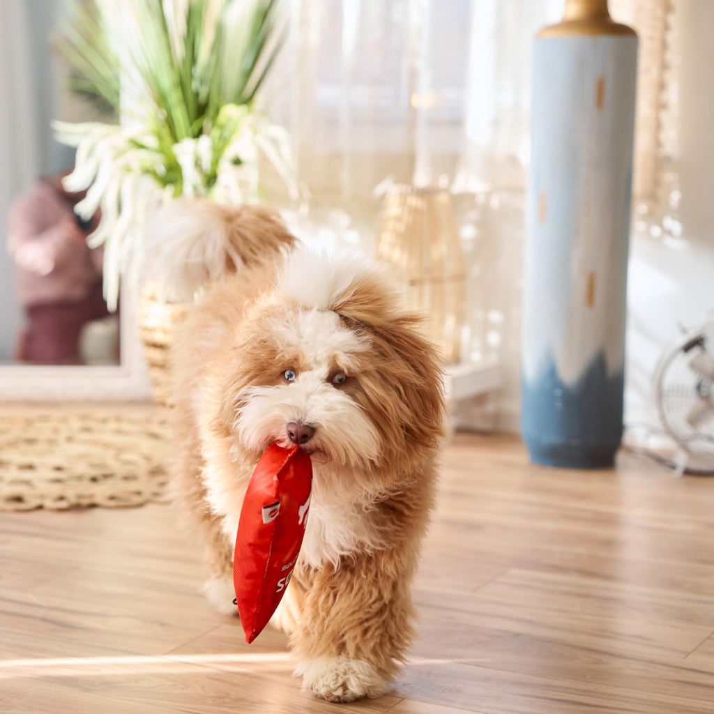 Plush Squeaker Toy for Small and Medium Dogs Q96354