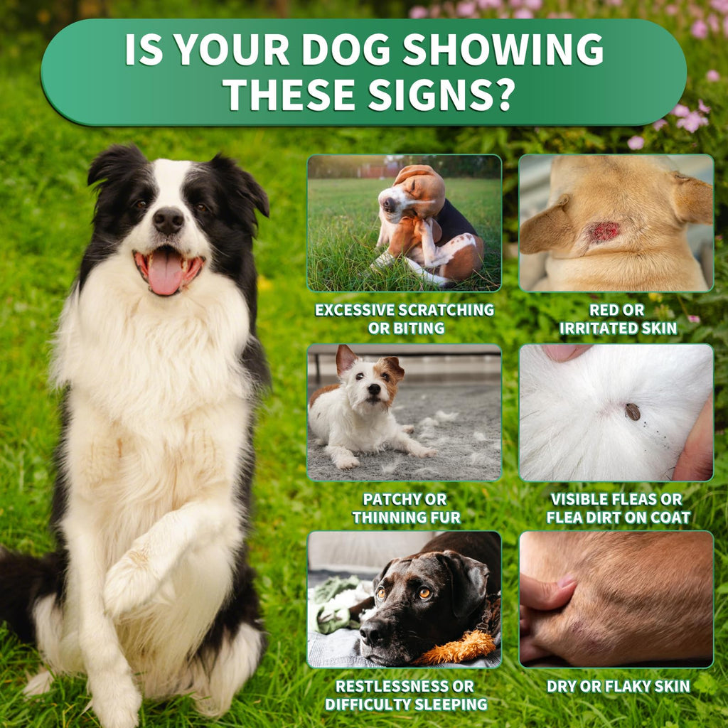Flea and Tick Prevention for Dogs Chewables H10086